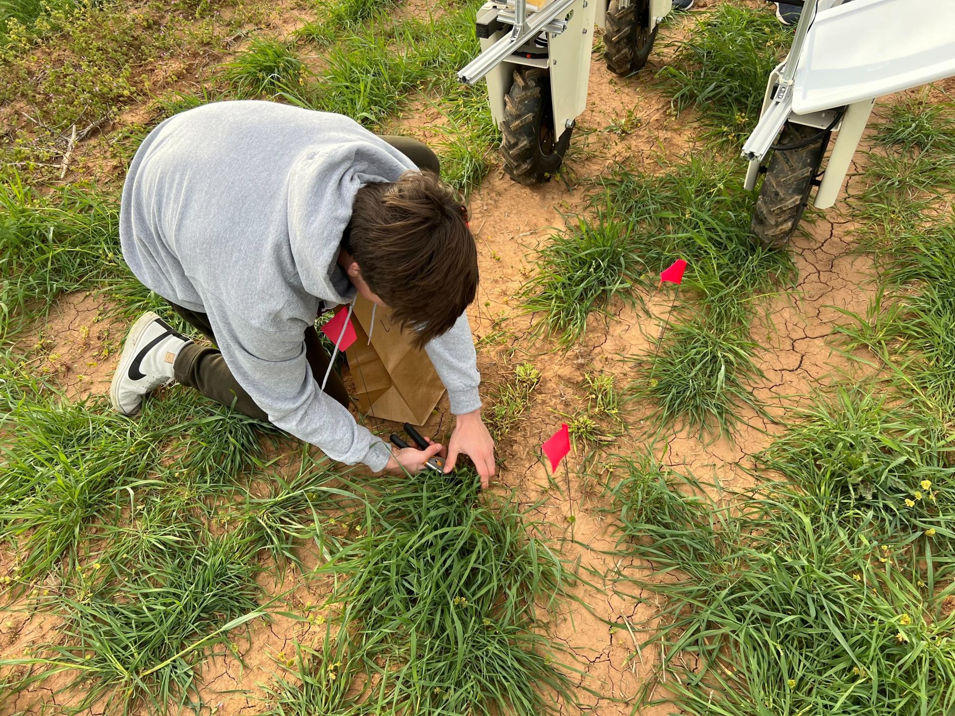 Cutting biomass samples in the field